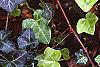Hedera helix 'Walthamensis', habit