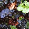 Hedera helix 'Walthamensis', habit
