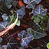 Hedera helix 'Walthamensis', habit