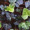 Hedera helix 'Walthamensis', habit