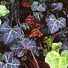 Hedera helix 'Walthamensis', habit