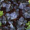 Hedera helix 'Walthamensis', habit