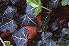 Hedera helix 'Walthamensis', habit