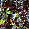 Hedera helix 'Walthamensis', habit