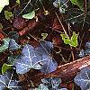 Hedera helix 'Walthamensis', habit
