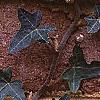 Hedera helix 'Walthamensis', leaves