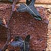 Hedera helix 'Walthamensis', leaves