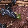 Hedera helix 'Walthamensis', leaves