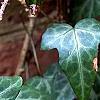 Hedera nepalensis 'Marbled Dragon', leaves