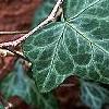 Hedera nepalensis 'Marbled Dragon', leaves