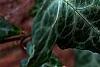 Hedera nepalensis 'Marbled Dragon', leaves
