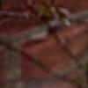Hedera nepalensis 'Marbled Dragon', leaves