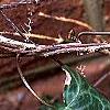 Hedera nepalensis 'Marbled Dragon', leaves