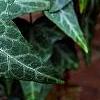 Hedera nepalensis 'Marbled Dragon', leaves