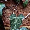 Hedera nepalensis 'Marbled Dragon', leaves
