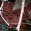 Hedera nepalensis 'Marbled Dragon', leaves
