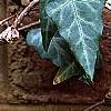 Hedera nepalensis 'Marbled Dragon', leaves