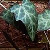 Hedera nepalensis 'Marbled Dragon', leaves
