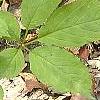 Panax quinquefolius, habit