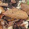 Panax quinquefolius, habit