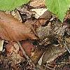 Panax quinquefolius, habit