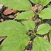 Panax quinquefolius, habit