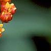 Asclepias curassavica 'Red Butterfly', flowers