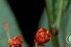 Asclepias curassavica 'Red Butterfly', flowers