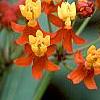 Asclepias curassavica 'Red Butterfly', flowers
