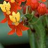 Asclepias curassavica 'Red Butterfly', flowers