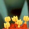 Asclepias curassavica 'Red Butterfly', flowers