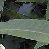 Asclepias exaltata, flowers