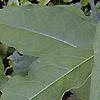 Asclepias exaltata, flowers