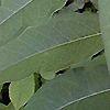 Asclepias exaltata, flowers