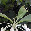 Asclepias exaltata, flowers