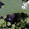 Asclepias exaltata, flowers