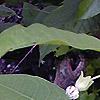 Asclepias exaltata, flowers
