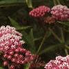Asclepias incarnata, flowers