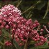 Asclepias incarnata, flowers