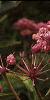 Asclepias incarnata, flowers