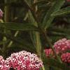 Asclepias incarnata, flowers