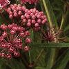 Asclepias incarnata, flowers