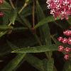 Asclepias incarnata, flowers