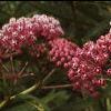 Asclepias incarnata, flowers