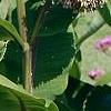 Asclepias syriaca, habit