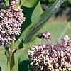 Asclepias syriaca, habit