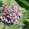 Asclepias syriaca, habit