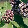Asclepias syriaca, habit