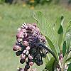 Asclepias syriaca, habit