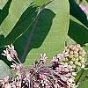 Asclepias syriaca, habit